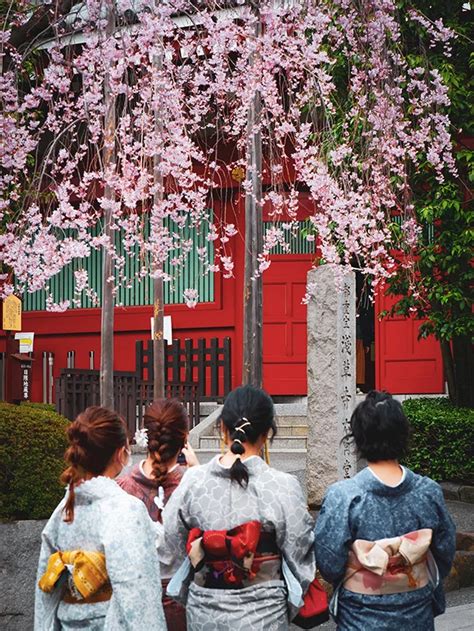 japonya sakura festivali ne zaman